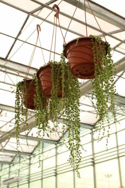 saksıyı çiçek pazarında astı