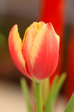 Tulip snijbloem