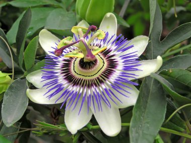 passifloraceae bitki çiçek