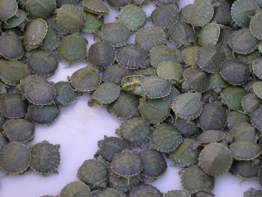 Kırmızı kulaklı kaplumbağa