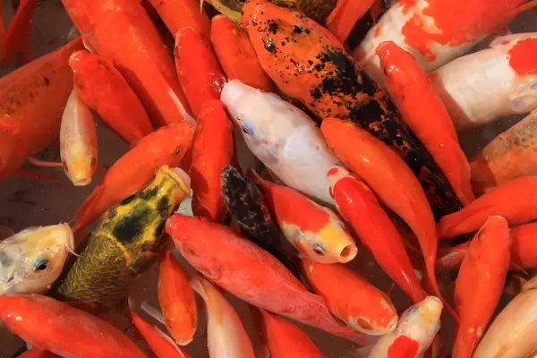 Schöne Koi-Fische in einem Teich — Stockfoto