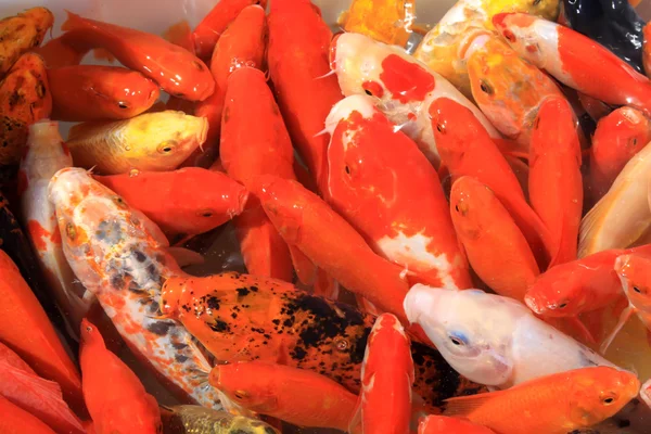 Schöne Koi-Fische in einem Teich — Stockfoto