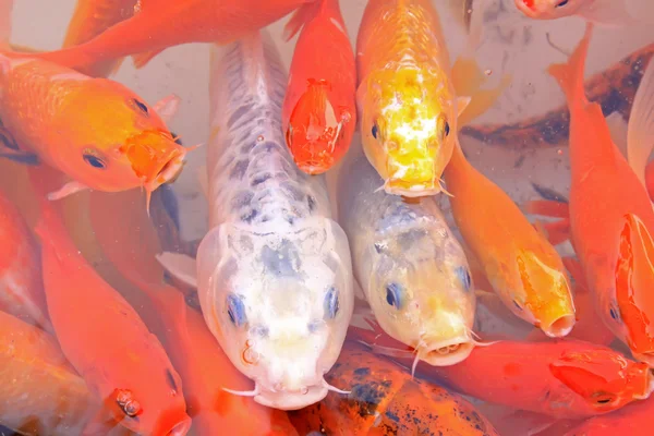 Schöne Koi-Fische in einem Teich — Stockfoto