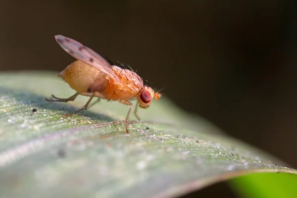 Leafminer — Stock Photo, Image