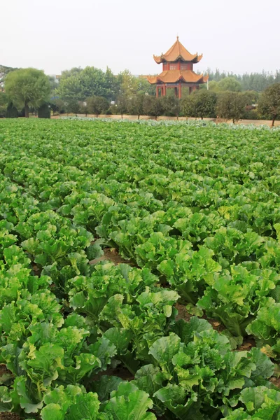 Зеленая китайская капуста в полях — стоковое фото