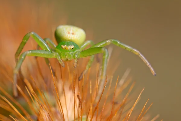 Krabí pavouk na zelený list v přírodě — Stock fotografie