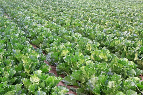 Green chinese cabbage in the fields — Stock Photo, Image