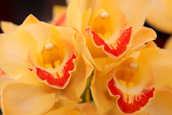 Cymbidium blommor — Stockfoto