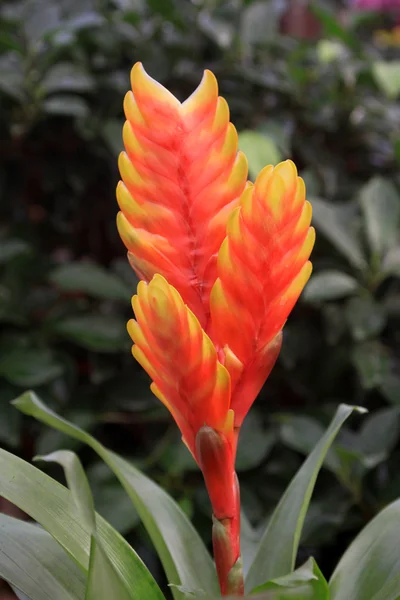 パイナップルの花 — ストック写真