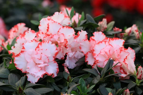 Flores de cuco — Foto de Stock