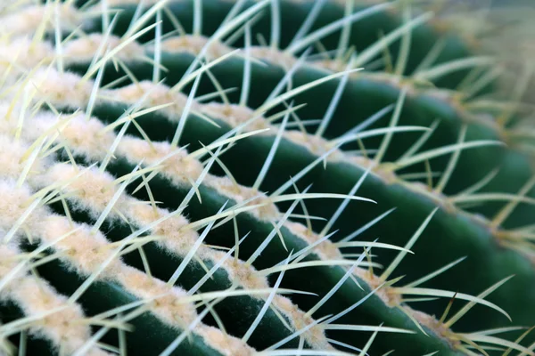 Cactus kind plant — Stock Photo, Image