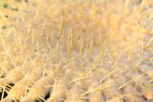 Cactus typ växt — Stockfoto