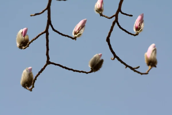 Цветы магнолии цветут ранней весной в Китае — стоковое фото