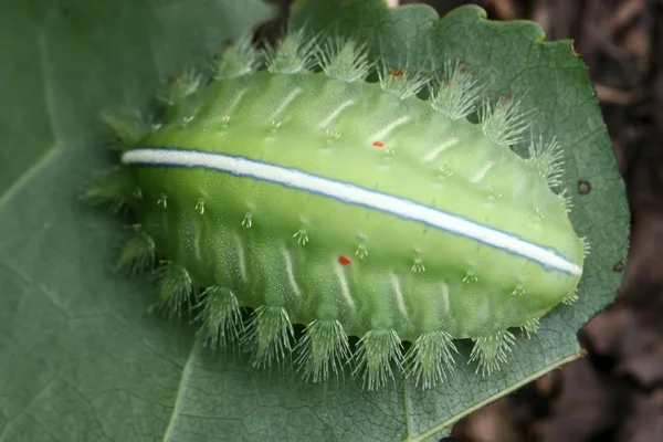 Lepidoptera — Stock fotografie