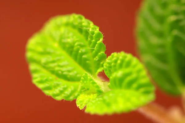 Closeup of green leaf — Stock Photo, Image