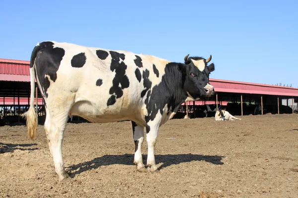 Vacas de cría en un agricultor — Foto de Stock
