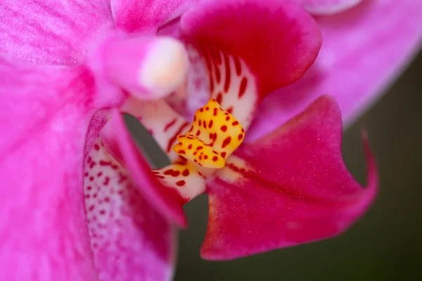 Flores de falaenopsis — Fotografia de Stock