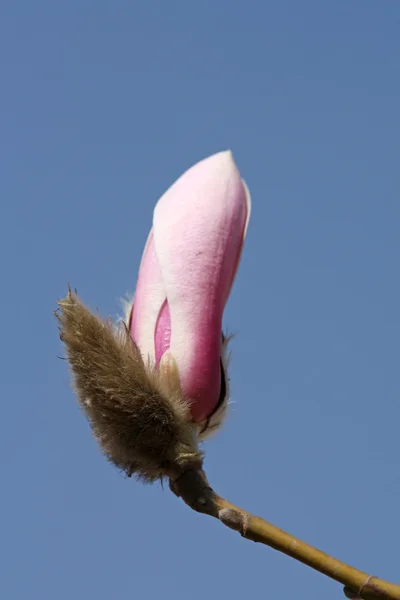 Fiori magnolia fioritura all'inizio della primavera in Cina — Foto Stock