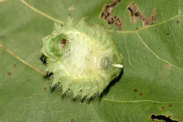 Lepidoptera — Stockfoto