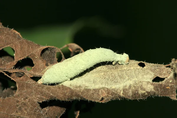 Death insects — Stock Photo, Image