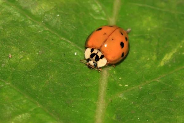 Lieveheersbeestje — Stockfoto