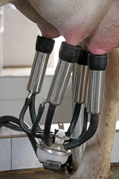 Mekaniserad mjölkningsutrustning — Stockfoto