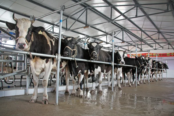 Vacas Holstein en una sala de ordeño de mecanización en China —  Fotos de Stock