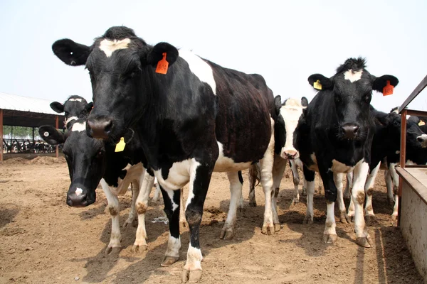 Holstein cows in a farm in China — Stock Photo, Image