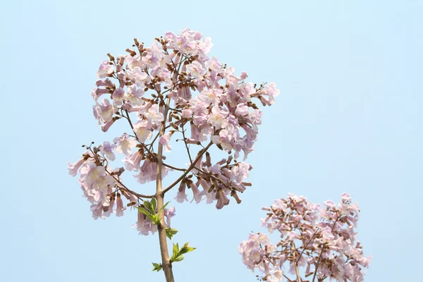 Paulownia kwiaty — Zdjęcie stockowe
