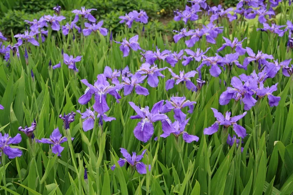 Blauwe iris bloemen — Stockfoto