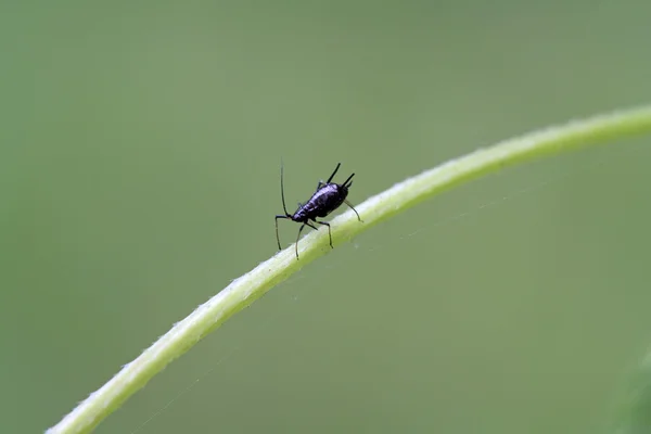 蚜虫 — 图库照片