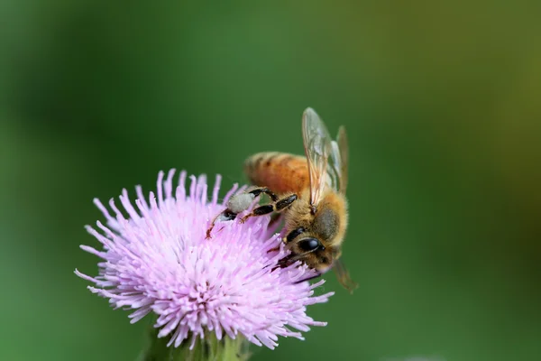 Včely shromažďují nektar z květů — Stock fotografie