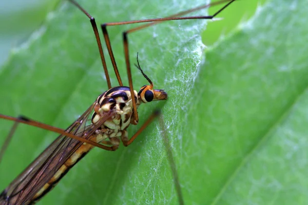 Piernas largas mosquitos en la hoja verde en la naturaleza —  Fotos de Stock