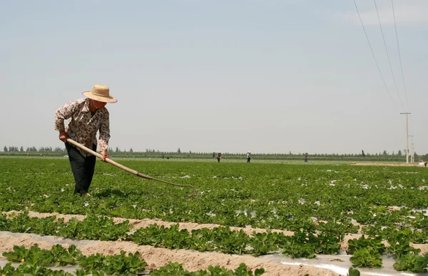Camponeses nas terras agrícolas na China — Fotografia de Stock