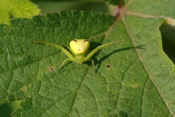 Aranha de caranguejo — Fotografia de Stock