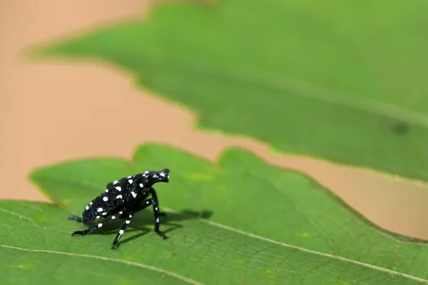 Fulgoroidea böcekler üzerinde yaprak yeşil — Stok fotoğraf