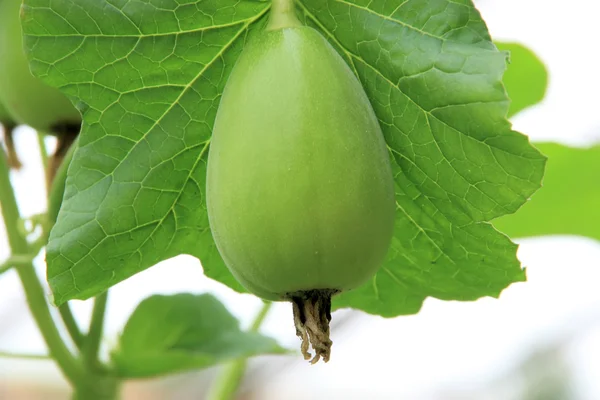 Green melon — Stock Photo, Image