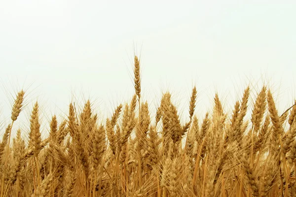 Dojrzałej pszenicy — Zdjęcie stockowe