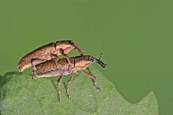 Zwei Rüsselkäfer paaren sich — Stockfoto