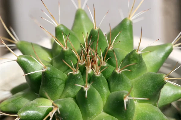 Cactus slag saftiga växter — Stockfoto