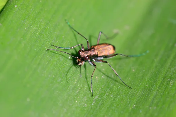 Armadura de tigre — Fotografia de Stock