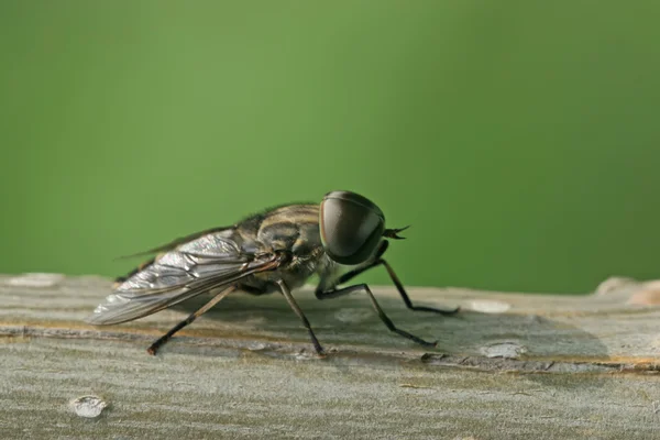 苍蝇昆虫 — 图库照片