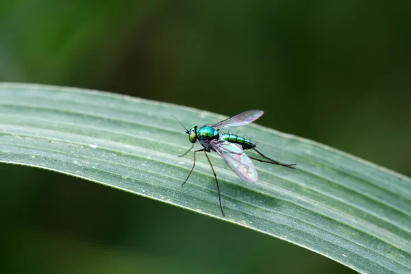 Gros plan d'insectes tabanidés sur l'herbe — Photo