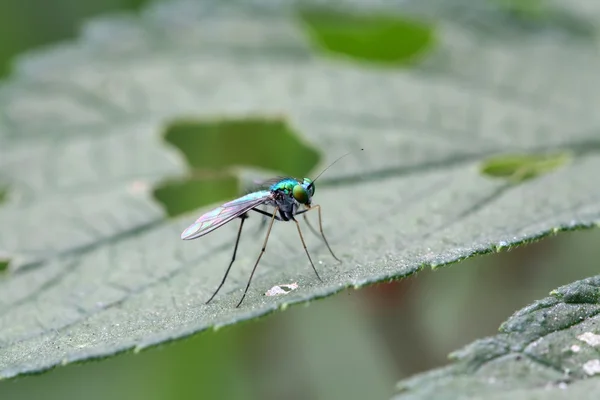 Zbliżenie tabanidae owadów na trawie — Zdjęcie stockowe