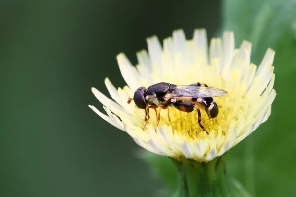 Moscas insectos — Foto de Stock