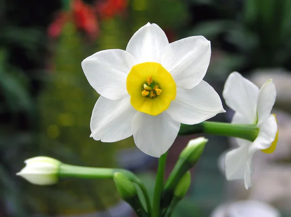 Narcissen — Stockfoto