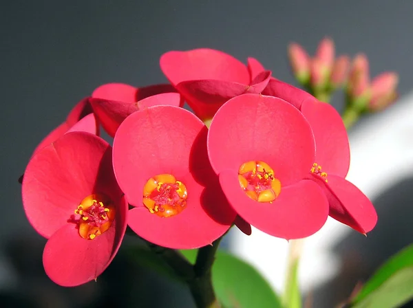 Begonia Holandii kwiat — Zdjęcie stockowe