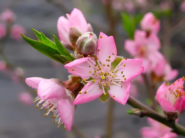 Flores de melocotón — Foto de Stock