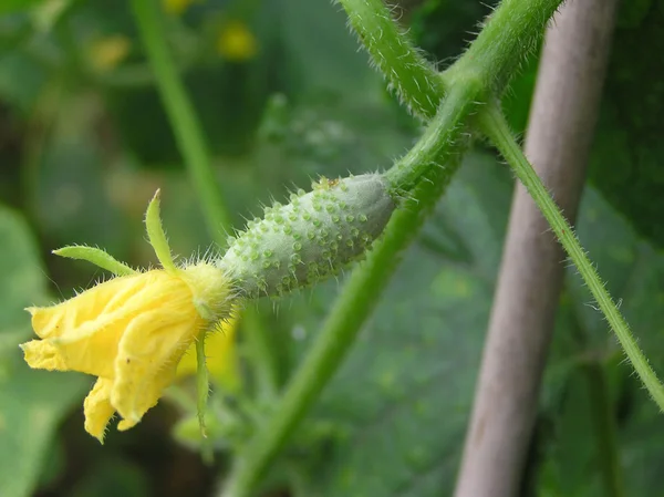 Frische Gurken — Stockfoto