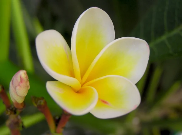 Flor de ovo — Fotografia de Stock